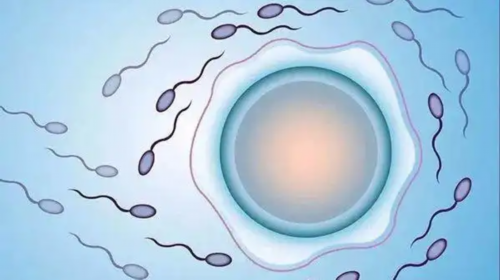 试管代孕供卵包男孩,试管移植一步和二步法怎么选择(2点区别帮你筛选)